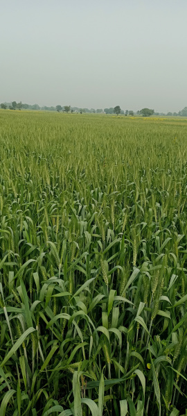  10000 Sq.ft. Agricultural/Farm Land for Sale in AB Road, Shajapur