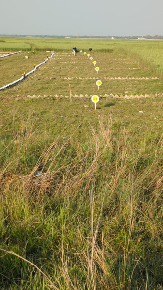 Residential Plot 1000 Sq.ft. for Sale in Sonepur, Patna