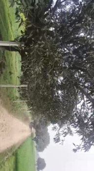  Agricultural Land for Sale in Bugrasi, Bulandshahr