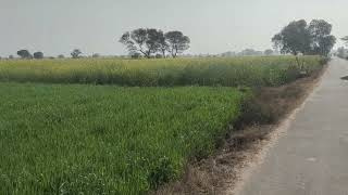  Agricultural Land for Sale in Vikas Nagar, Hisar