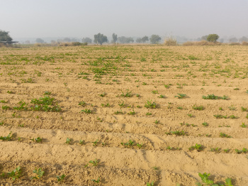  Agricultural Land for Sale in Siwani, Bhiwani