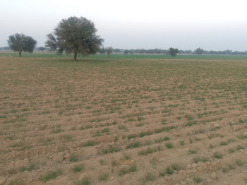  Agricultural Land for Sale in Siwani, Bhiwani