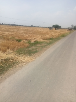  Agricultural Land for Sale in Bassi Pathana, Fatehgarh Sahib