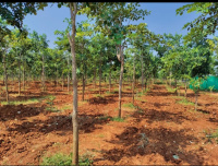  Agricultural Land for Sale in Patamata, Vijayawada