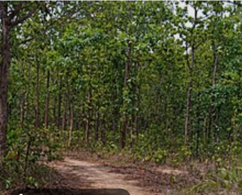  Agricultural Land for Sale in Bandhavgarh National Park, Umaria