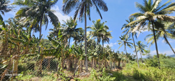  Agricultural Land for Sale in Sholayur, Palakkad