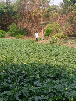  Agricultural Land for Sale in Tupran, Medak