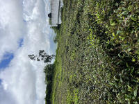  Residential Plot for Sale in Kappachi, Ooty