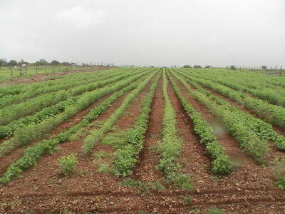  Agricultural Land 1 Acre for Sale in Sector 29 Kurukshetra