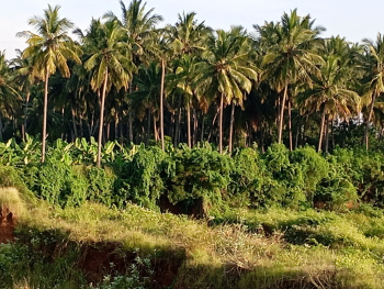  Agricultural Land for Sale in Chinniampalayam, Coimbatore