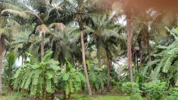  Agricultural Land for Sale in Kottur, Nellore