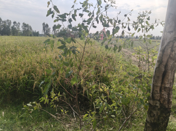  Agricultural Land for Sale in Bahjoi, Sambhal