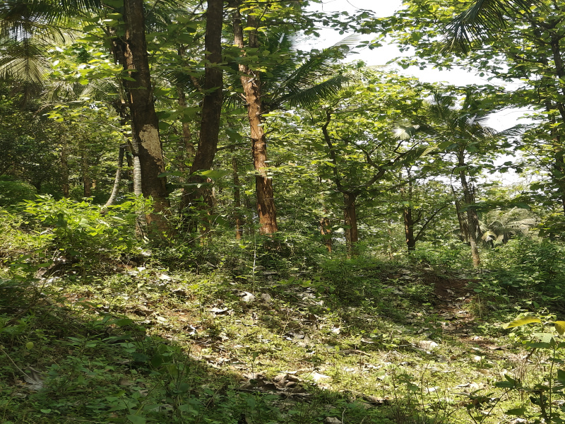  Agricultural Land 5 Acre for Sale in Sirumugai, Coimbatore