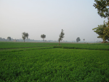  Agricultural Land for Sale in Shahbad, Kurukshetra