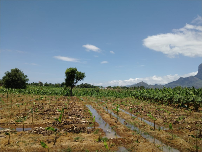  Agricultural Land 3 Acre for Sale in Thirukarungudi, Tirunelveli