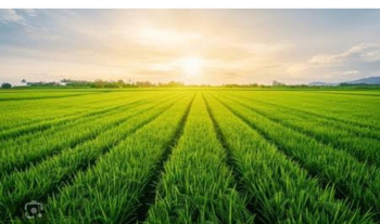  Agricultural Land for Sale in Kiratpur, Bijnor