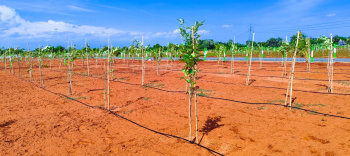  Agricultural Land for Sale in Kalapet, Pondicherry