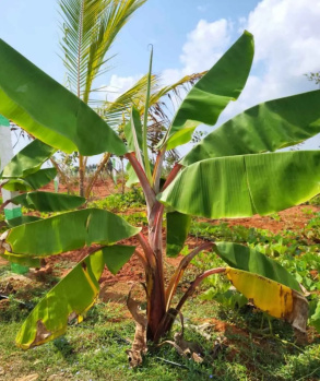  Agricultural Land for Sale in East Coast Road, Pondicherry