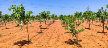  Agricultural Land for Sale in Cheyyur, Chengalpattu