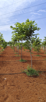 Agricultural Land for Sale in Chithamur, Kanchipuram