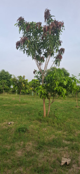  Agricultural Land for Sale in Uthiramerur, Kanchipuram