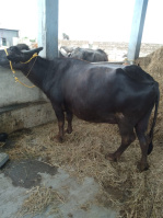  Agricultural Land for Sale in Gummidipoondi, Thiruvallur