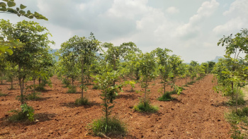  Agricultural Land for Sale in Vinukonda, Guntur