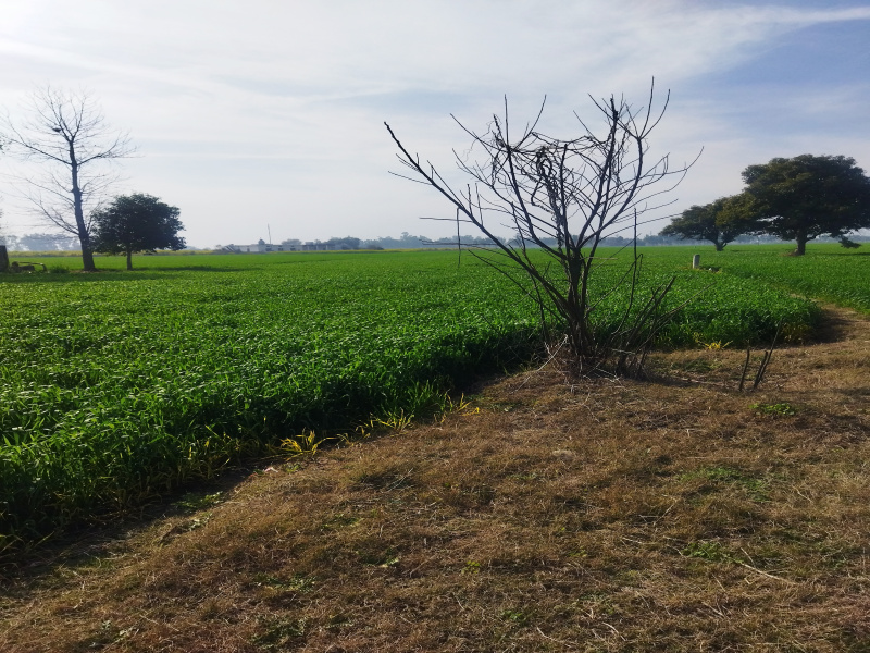 Agricultural Land 16 Acre for Sale in