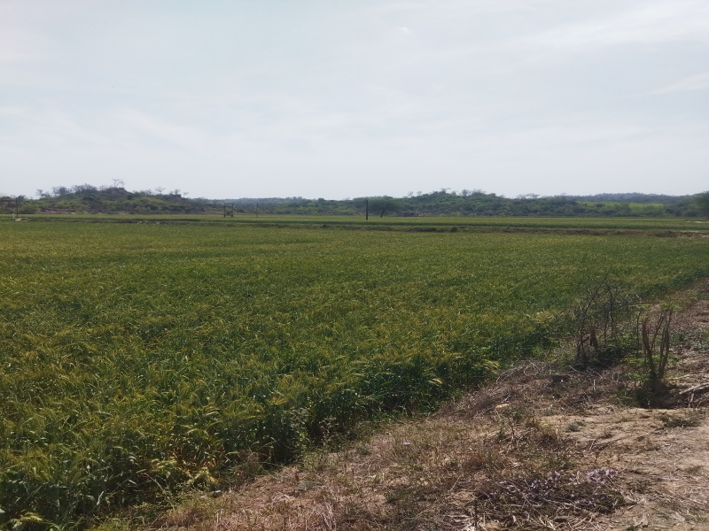  Agricultural Land 14 Acre for Sale in S.B.S. Nagar, Nawanshahr