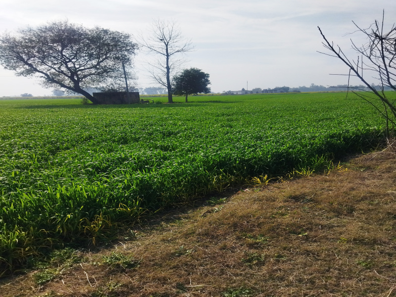  Agricultural Land 5 Acre for Sale in Banga, Shahid Bhagat Singh Nagar