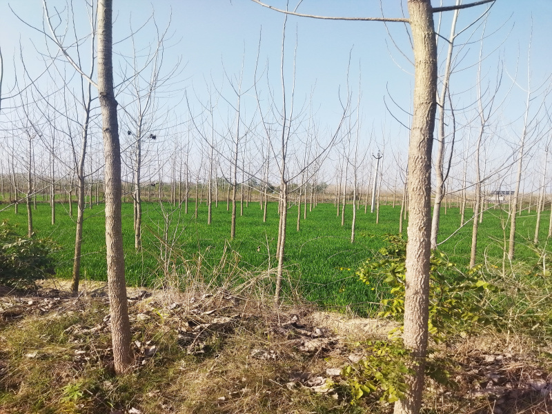  Agricultural Land 40 Acre for Sale in Nurpur Bedi, Ropar, Rupnagar