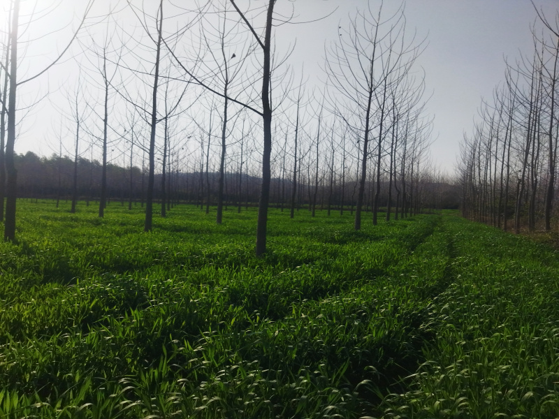  Agricultural Land 40 Acre for Sale in Nurpur Bedi, Ropar, Rupnagar