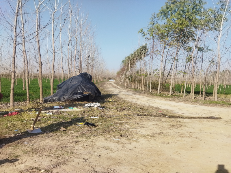  Agricultural Land 40 Acre for Sale in Nurpur Bedi, Ropar, Rupnagar