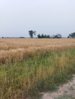  Agricultural Land for Sale in Ropar, Rupnagar