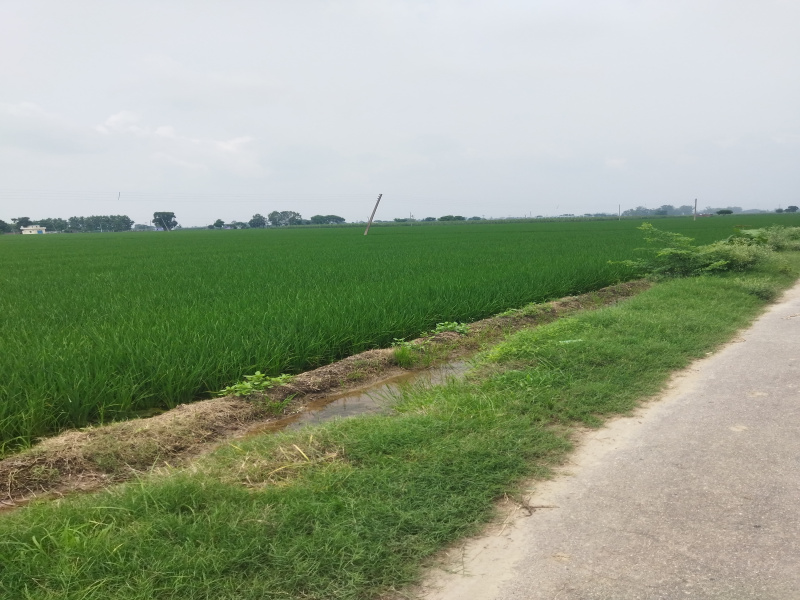  Agricultural Land 28 Acre for Sale in Nehon, Rupnagar