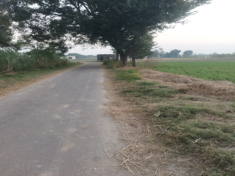  4 Acre Agricultural/Farm Land for Sale in S.B.S. Nagar, Nawanshahr