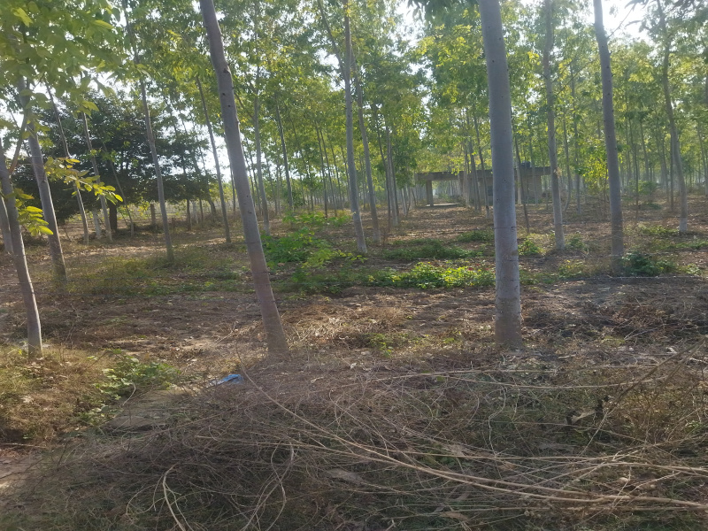  4 Acre Agricultural/Farm Land for Sale in Garhshankar, Hoshiarpur
