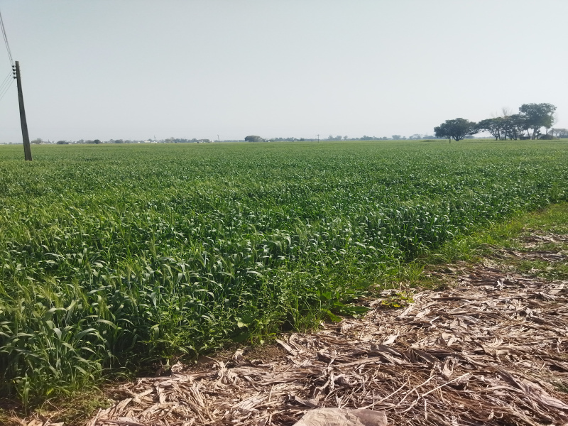  10 Acre Agricultural/Farm Land for Sale in Banga, Shahid Bhagat Singh Nagar