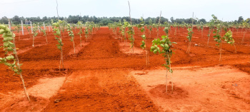  Agricultural Land for Sale in Madurantakam, Kanchipuram