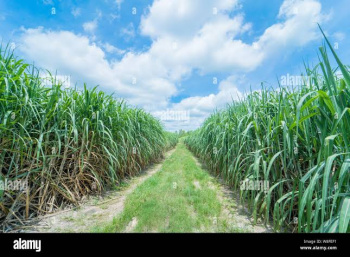  Agricultural Land for Sale in Palani, Dindigul