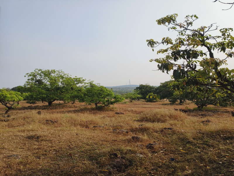  15 Acre Agricultural/Farm Land for Sale in Rajapur, Ratnagiri