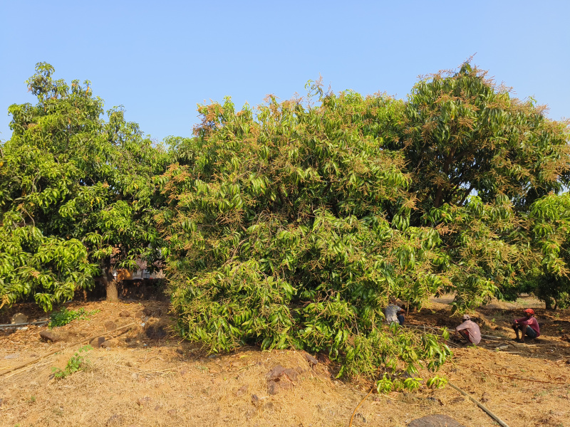  15 Acre Agricultural/Farm Land for Sale in Rajapur, Ratnagiri