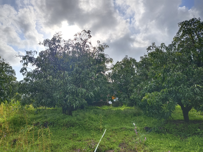  15 Acre Agricultural/Farm Land for Sale in Rajapur, Ratnagiri