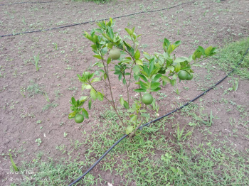  Agricultural Land for Sale in Acharapakkam, Chengalpattu