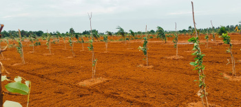  Agricultural Land for Sale in Maiyur, Chengalpattu