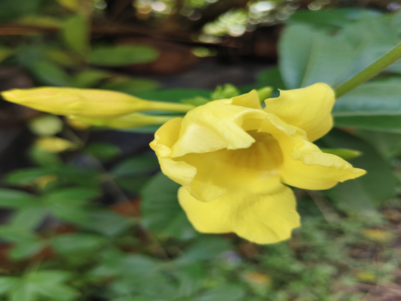 2 BHK 904 Sq.ft. Apartment for Sale in Candolim, Goa