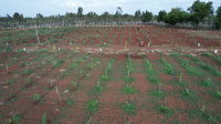  Agricultural Land for Sale in Yelahanka, Bangalore