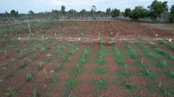  Agricultural Land for Sale in Yelahanka, Bangalore