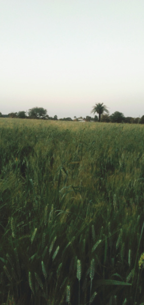  Agricultural Land 4 Acre for Sale in Berasia Road, Bhopal