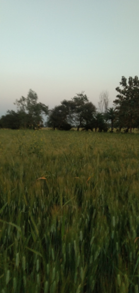  Agricultural Land 4 Acre for Sale in Berasia Road, Bhopal